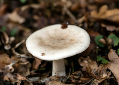 Trippy winter mushrooms