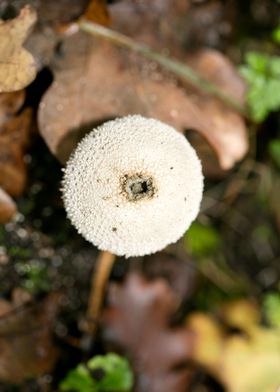 Trippy winter mushrooms