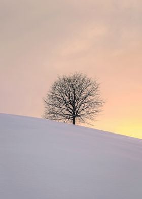 Snow tree