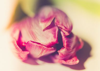 Gentle tulip with pink pet