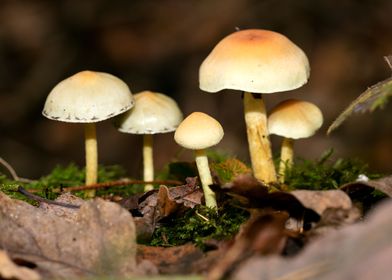 Trippy winter mushrooms