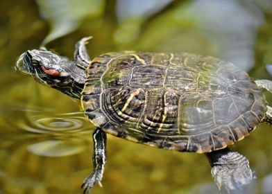 Tortoise in Water