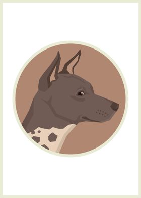 American Hairless Terrier