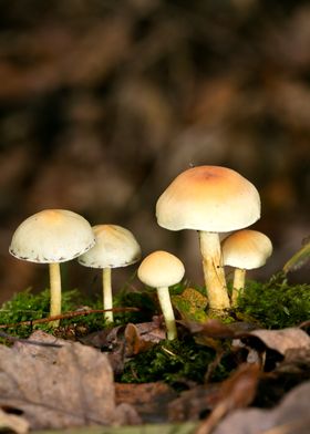 Psychedelic mushrooms trip