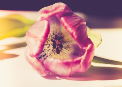 Gentle tulip with pink pet