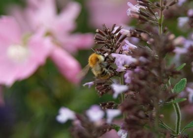 Honey Bee After Pollen