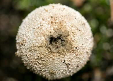 Trippy winter mushrooms