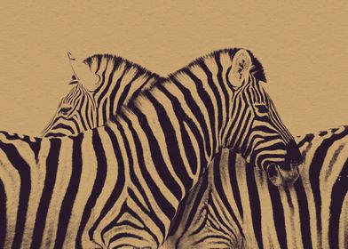Zebra in Love