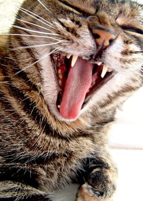 Yawning Cat