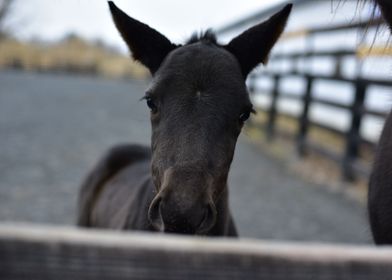 Standardbred Foal