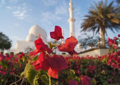 Sheikh Zayed Mosque