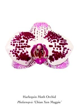 Harlequin Moth Orchid
