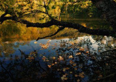 autumn leaves