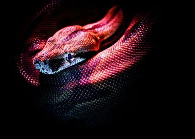 red snake reptile red scal