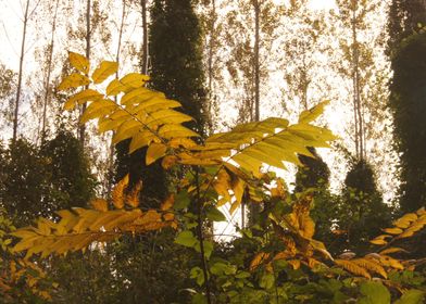 Autumn Forest