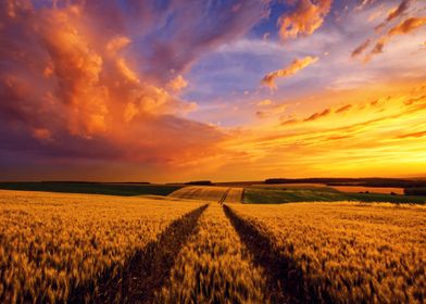 Wheat field in sunset