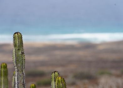 cactus landscape