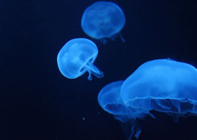 jellyfish