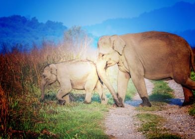 elephants wildlife baby el