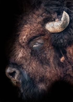 Bison