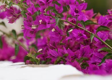 Pink Flowers