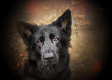 black german shepherd blac