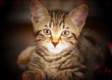 american shorthair cat lit