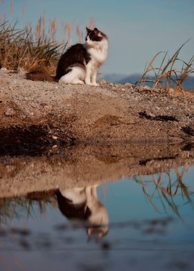 Cat in reflecting pond