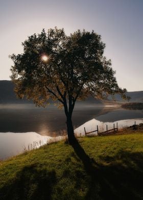 Tree by the lakeside