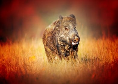 wild boar autumn field wil