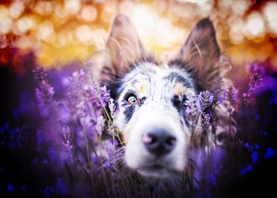 Australian Shepherd lavend