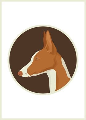 Ibizan Hound