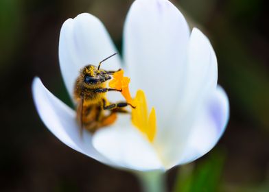 Bee at work