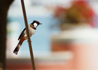 bird on a rope