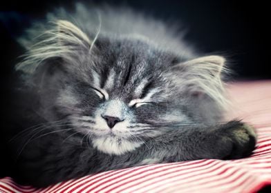 sleeping cat gray fluffy c