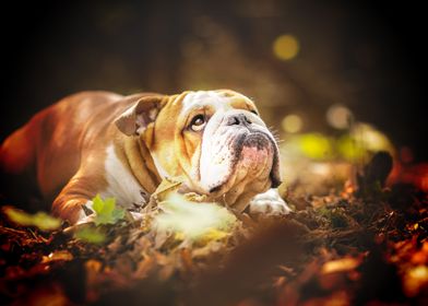 English Bulldog forest aut