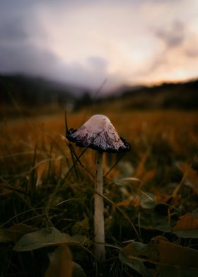 Mushroom sunset