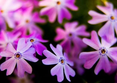 Phlox subulata flowers