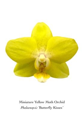 Mini Yellow Moth Orchid