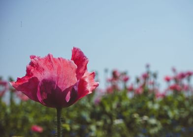 pink tulips