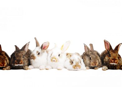 rabbits family cute animal