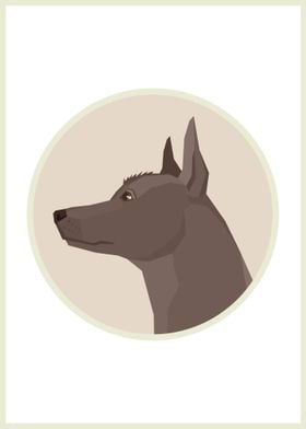 Xoloitzcuintli