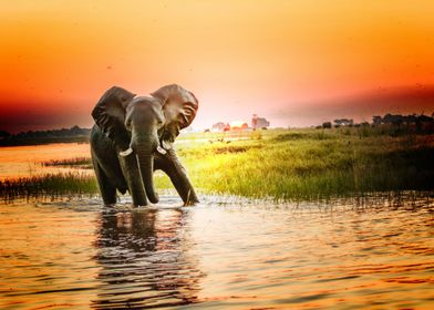 elephant sunset wildlife r