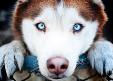 Husky Dog