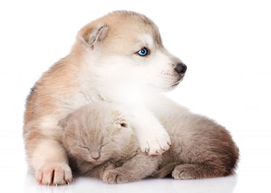 kitten and puppy friends c