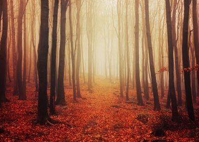 Mystical fall woodland