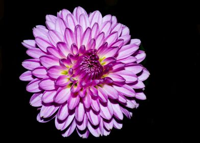 Purple chrysanthemum 