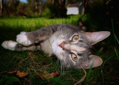 cat close up