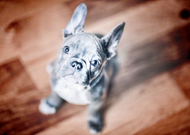 gray french bulldog closeu