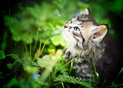 Maine Coon kitten gray cat